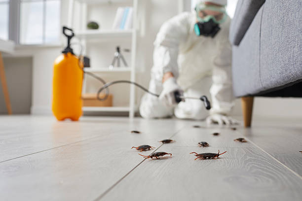 Post-Treatment Bed Bug Interceptor Monitoring in Jesup